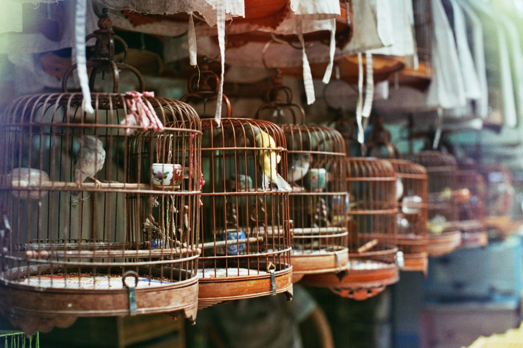 Hong Kong Birds Market