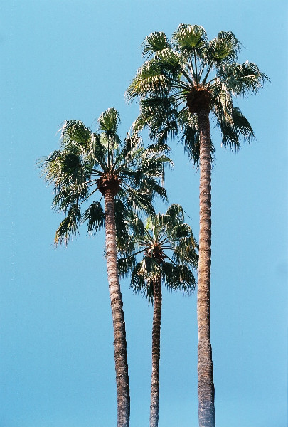 Palm Trees Barcelona